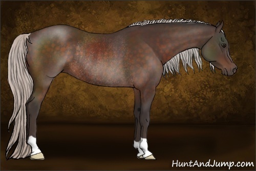 Horse Color:Silver Brown Rabicano