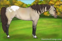 Horse Color:Bay Dun Appaloosa Rabicano 