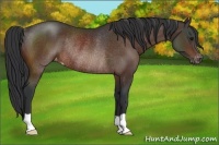 Horse Color:Brown Appaloosa Rabicano 