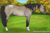 Horse Color:Brown Dun Appaloosa Rabicano 
