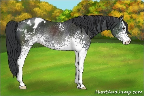 Horse Color:White Spotted Black Appaloosa Rabicano 