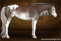 Horse Color:White Spotted Silver Brown Appaloosa Rabicano