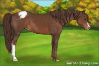 Horse Color:Liver Chestnut Appaloosa 