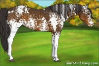 Horse Color:White Spotted Buckskin Appaloosa 