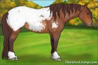 Horse Color:Chocolate Bay Roan Appaloosa Rabicano