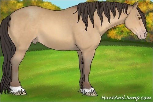 Horse Color:Amber Champagne
