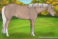 Horse Color:Gray Cremello 