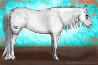 Horse Color:Black Sabino 