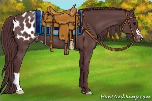 Horse Color:Chocolate Black Appaloosa