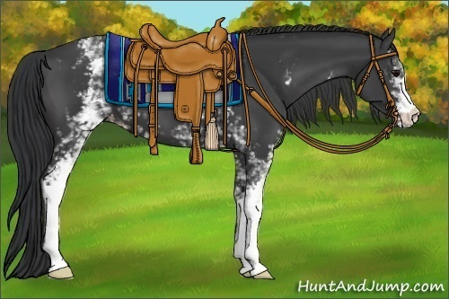 Horse Color:White Spotted Black Appaloosa 