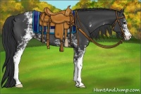 Horse Color:White Spotted Black Appaloosa