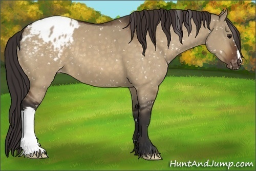 Horse Color:Brown Dun Blanket 