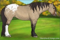 Horse Color:Brown Dun Appaloosa 