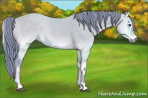 Horse Color:Watercolor Buckskin Roan Onyx 