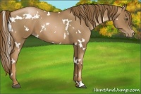 Horse Color:White Spotted Liver Chestnut Pearl 