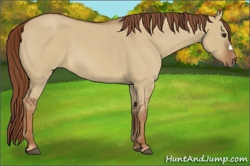 Horse Color:Red Dun Roan 