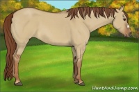 Horse Color:Red Dun Roan 