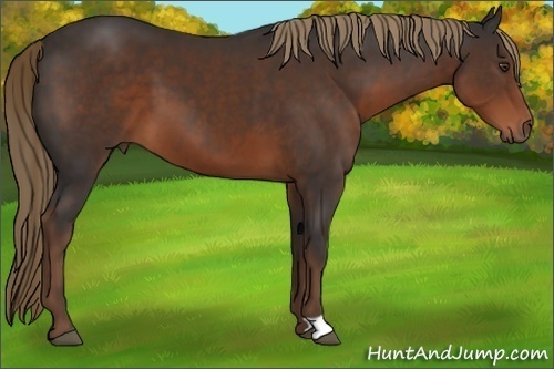 Horse Color:Liver Chestnut 