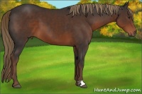 Horse Color:Liver Chestnut 