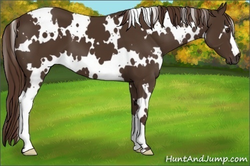 Horse Color:White Spotted Liver Chestnut 