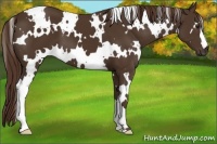 Horse Color:White Spotted Liver Chestnut
