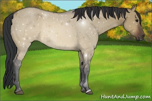 Horse Color:Brown Dun 