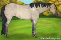Horse Color:Brown Dun