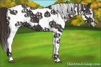Horse Color:White Spotted Liver Chestnut 