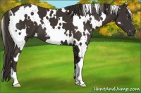 Horse Color:White Spotted Liver Chestnut
