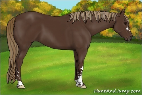 Horse Color:Liver Chestnut 