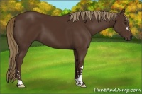 Horse Color:Liver Chestnut