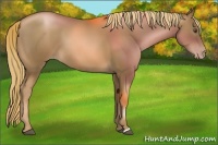 Horse Color:Liver Chestnut Pearl