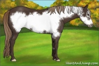 Horse Color:Liver Chestnut Frame