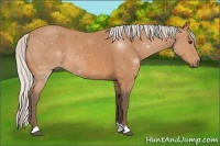 Horse Color:Silver Bay 