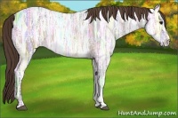 Horse Color:Buckskin Ice Varnish 