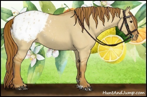 Horse Color:Red Dun Roan Appaloosa 