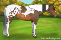 Horse Color:Bay Tobiano Appaloosa 