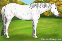Horse Color:Plaid  Grullo Sabino Tobiano Near Leopard 
