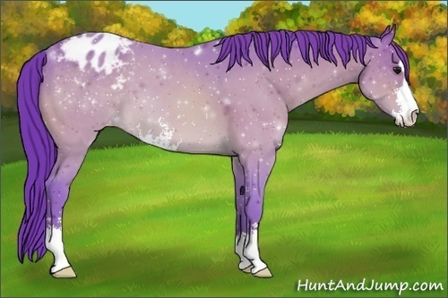 Horse Color:Watercolor Brown Sabino Appaloosa 