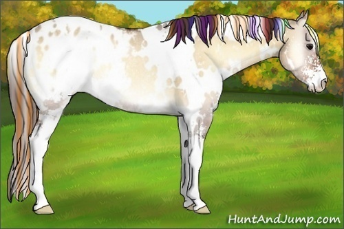 Horse Color:Painted White Spotted Brown Onyx Sabino Appaloosa Rabicano 
