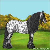 Horse Color:Blue Roan Appaloosa 