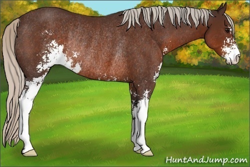 Horse Color:Silver Brown Sabino Rabicano 