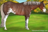 Horse Color:Silver Brown Sabino Rabicano 