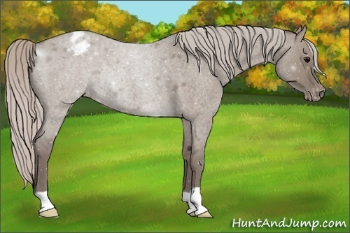 Horse Color:Silver Grullo Roan Varnish Rabicano 