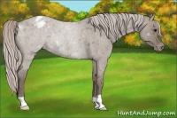 Horse Color:Silver Grullo Roan Varnish Rabicano 