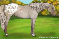 Horse Color:Chocolate Silver Grullo Roan Appaloosa Rabicano
