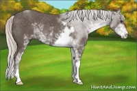Horse Color:Silver Black Sabino Rabicano 