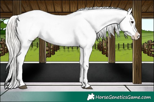 Horse Color:Chocolate Silver Grullo Appaloosa Rabicano