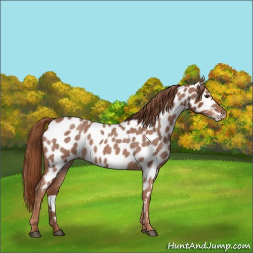 Horse Color:Red Roan Near Leopard 