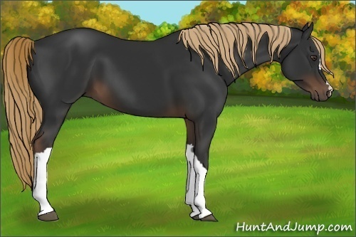 Horse Color:Liver Chestnut 